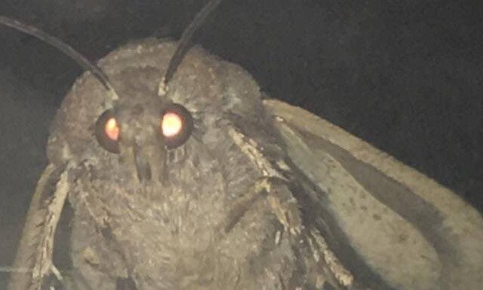 L A M P