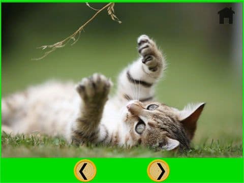splendid cats for kids - free