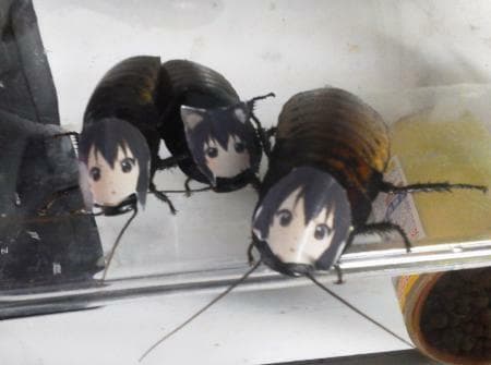Bug Bully