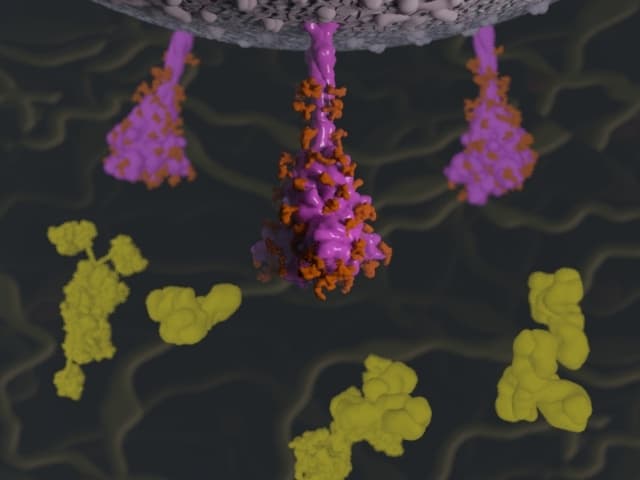 SARS-CoV-2 Mutation Explorer