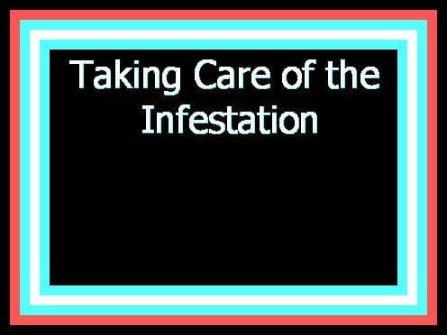 Taking Care of the Infestation