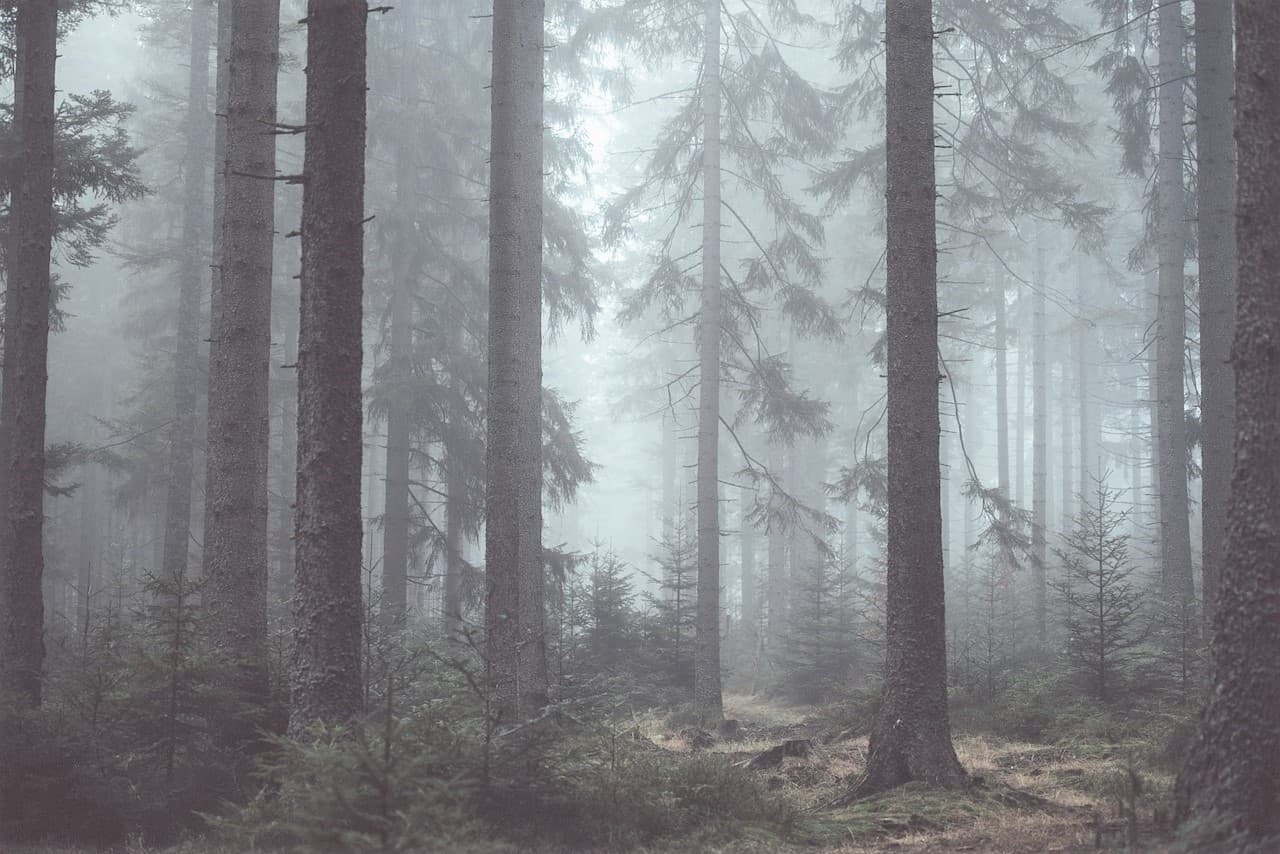 Walking in the Woods (Engl460)