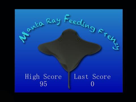 Manta Ray Feeding Frenzy