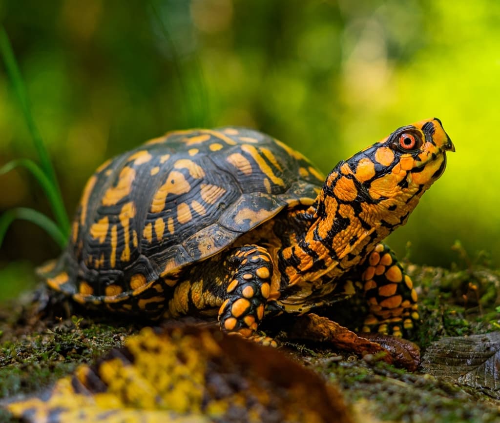 Turtle (itch) (carters3421)