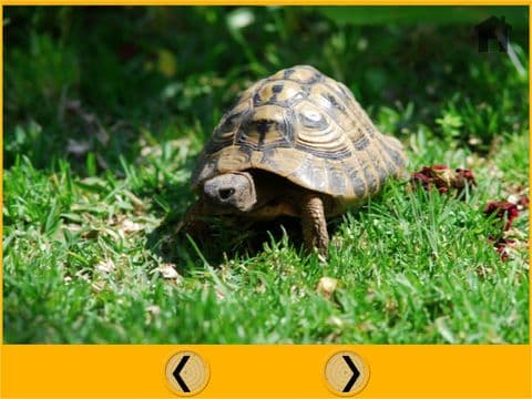 prodigious turtles for kids - free