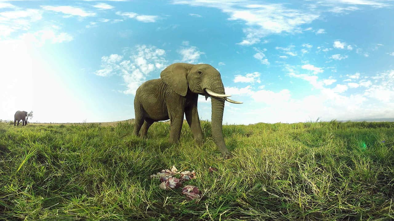 Virry VR: Wild Encounters screenshot 2