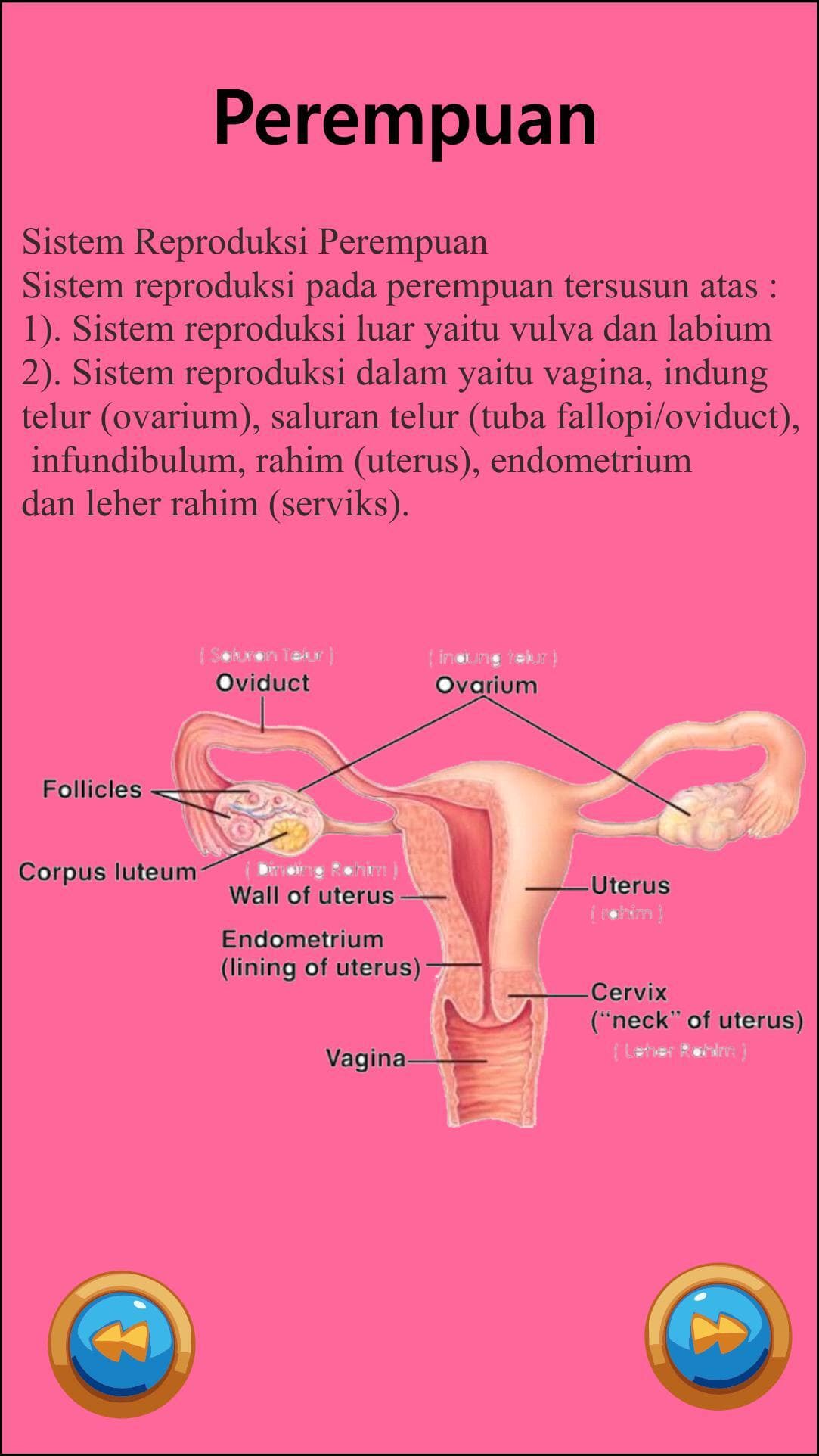 Sistem Reproduksi Manusia