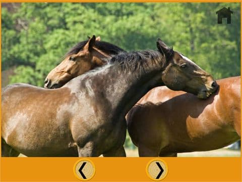 talented horses for kids - free