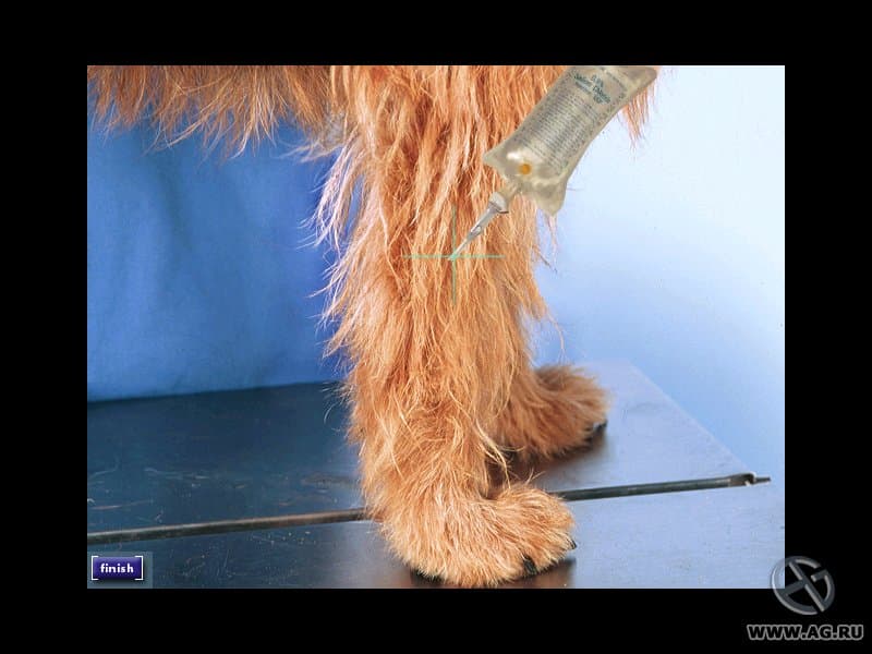 Vet Emergency 2 screenshot 3