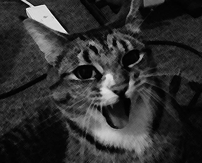 The Cat Demands