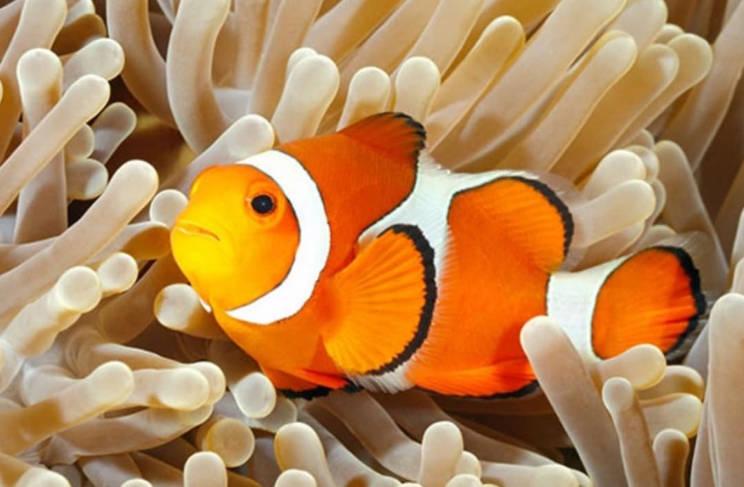 Indovina limmagine