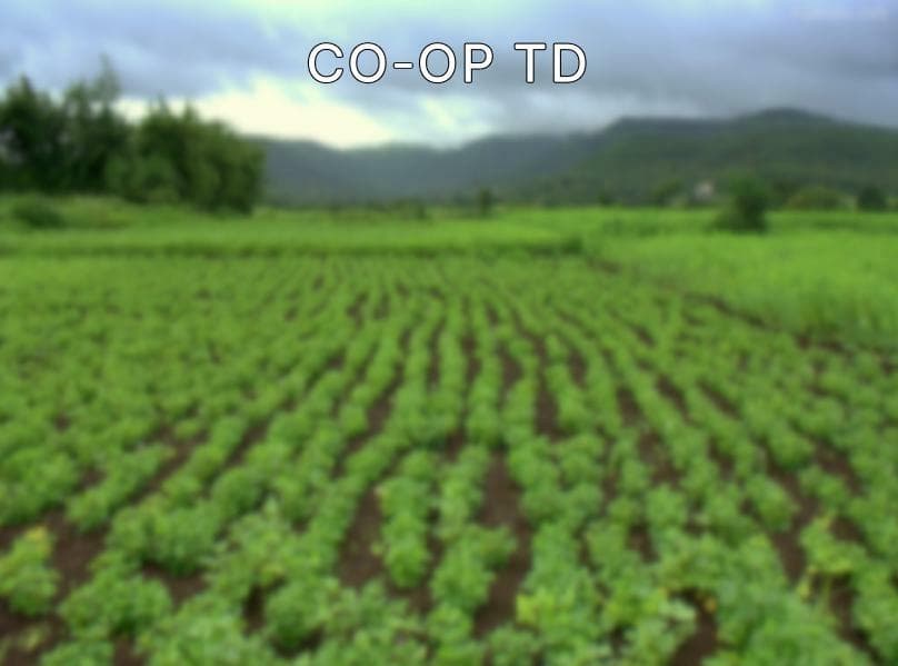 CO-OP TD
