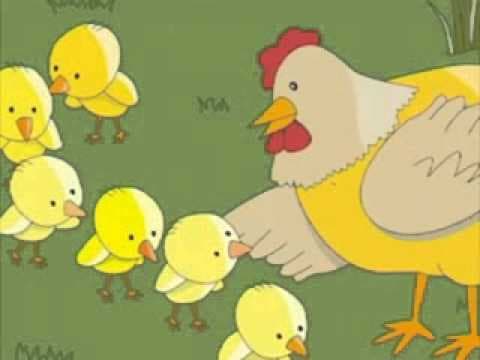 El pollito estaba perdido