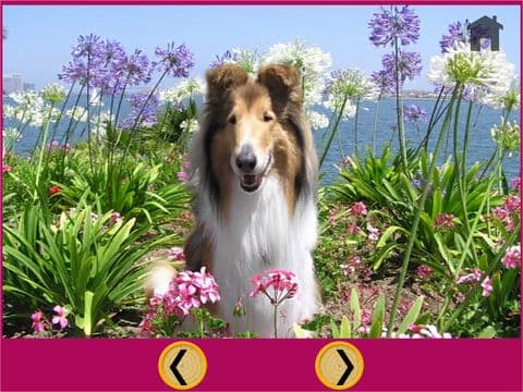 my favorite dogs - free