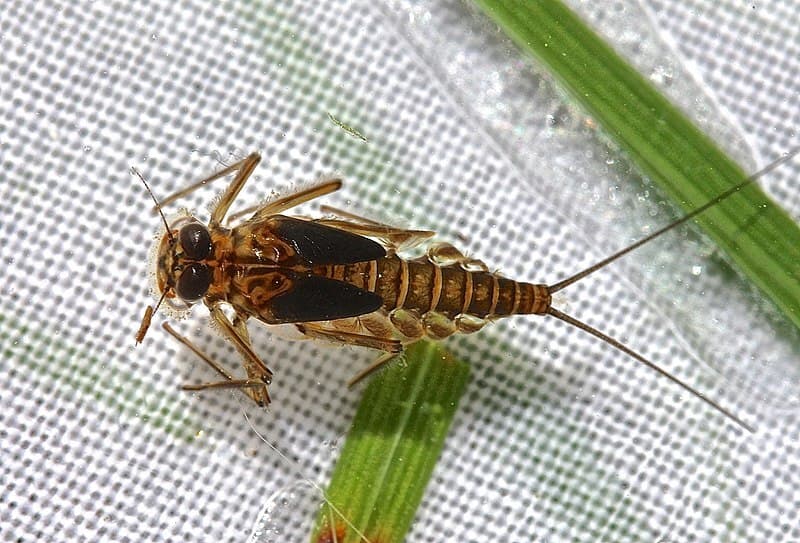 Mayfly (StubbornOx)