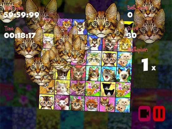 Kittenistry