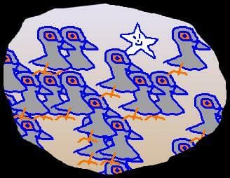 pidgeons for grhyll
