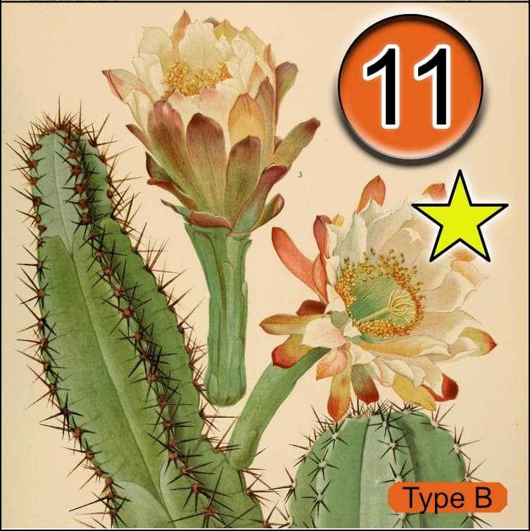 Verdant Arizona