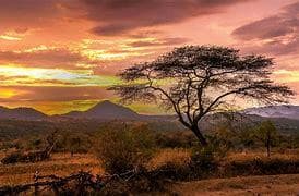 East Africa Survival (In Development)