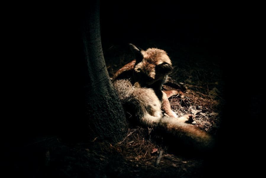 Out of the Forest screenshot 2