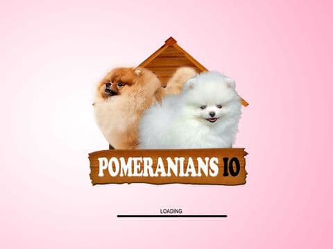 Pomeranians IO