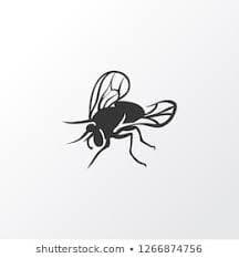Fly Game