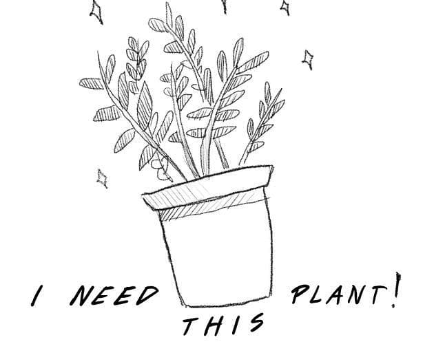 I need this plant