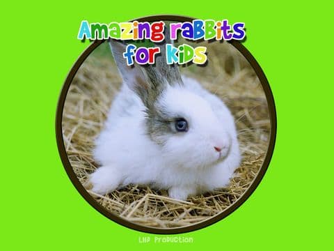 amazing rabbits for kids - free screenshot 2