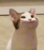 Popcat (but bad)