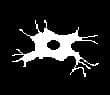 the last brain cell