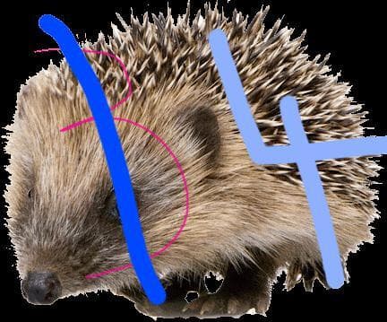 The Flying Hedgehog 4