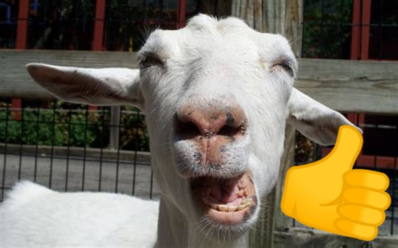 A Funny goat game