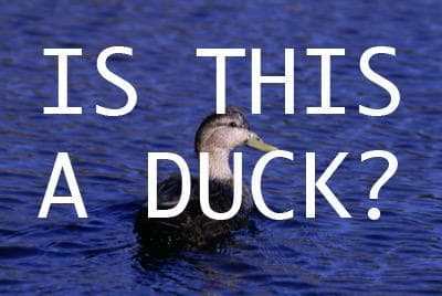 Is This A Duck?