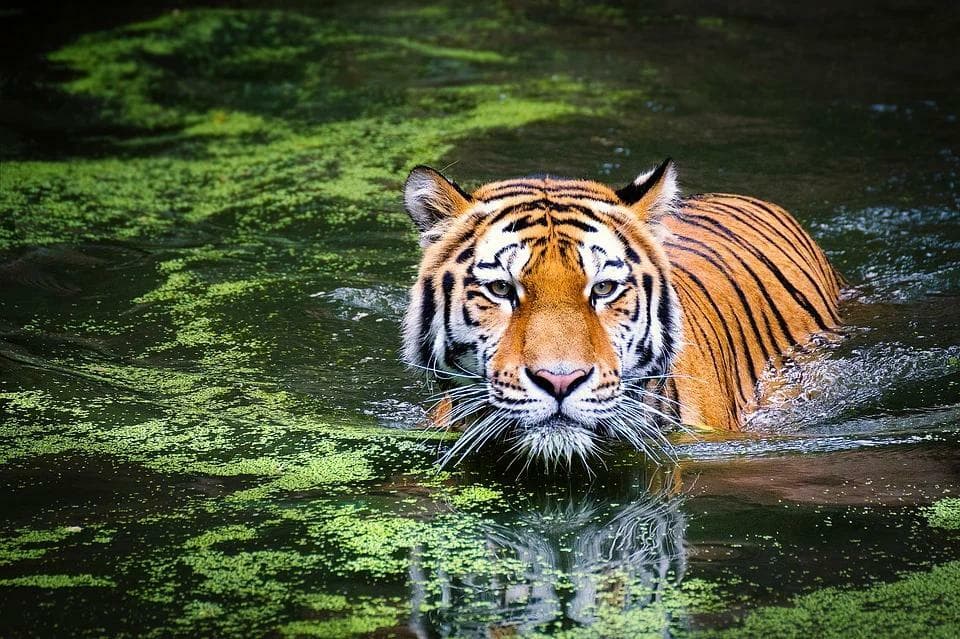 Round Thin Plane: The Second Eye of The Tiger Side Story