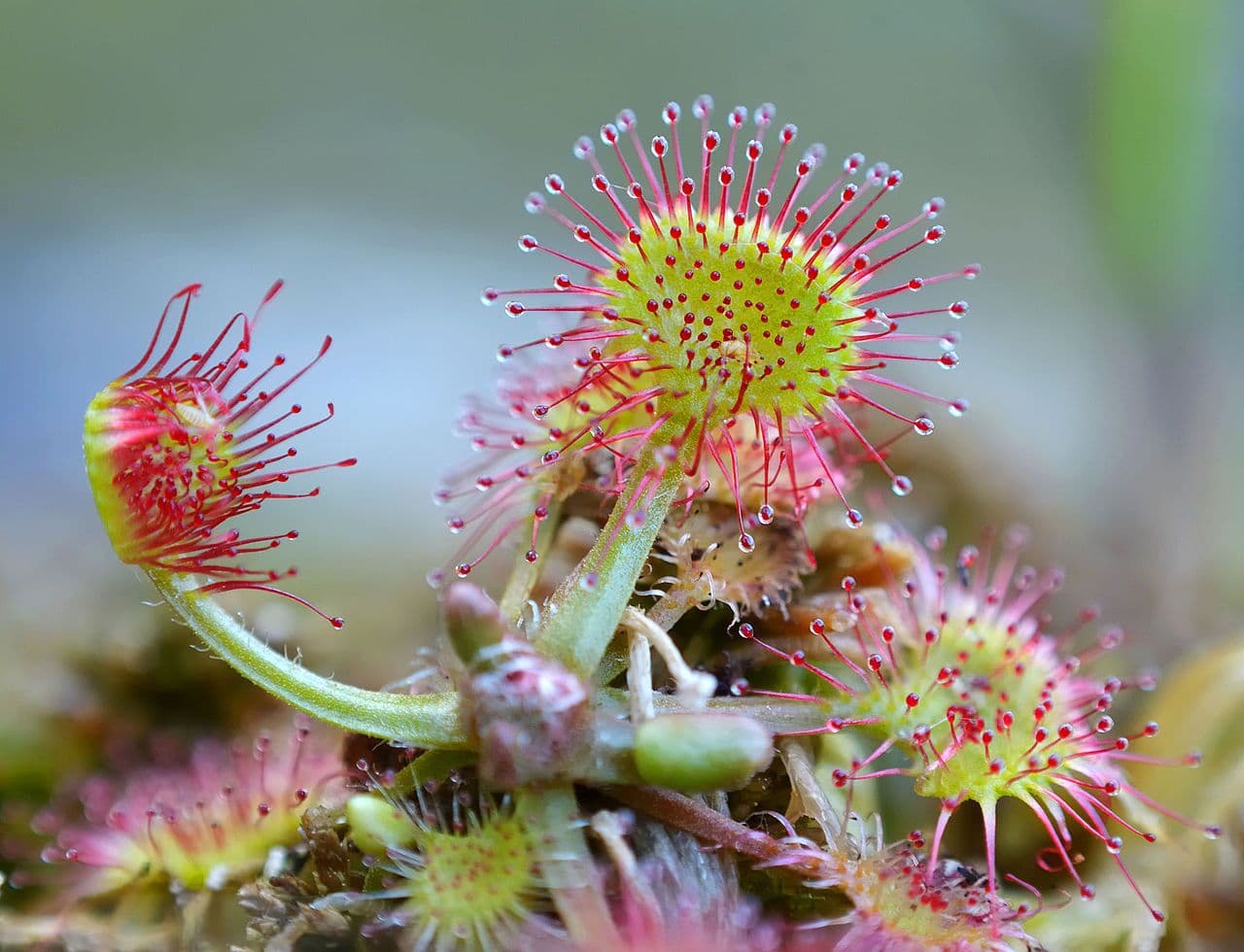 Une plante envahissante