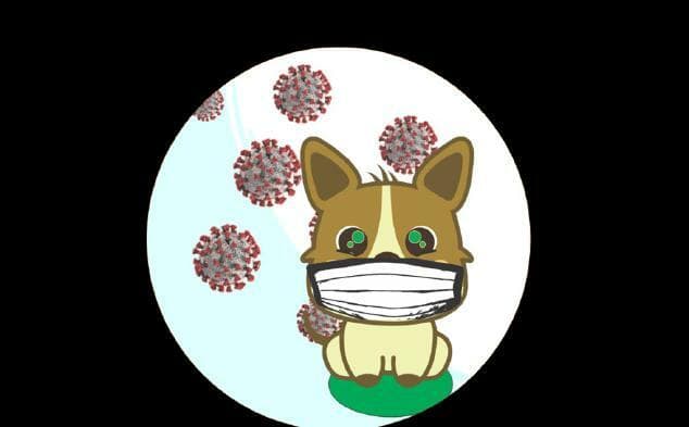 PET SOS, Pandemia!