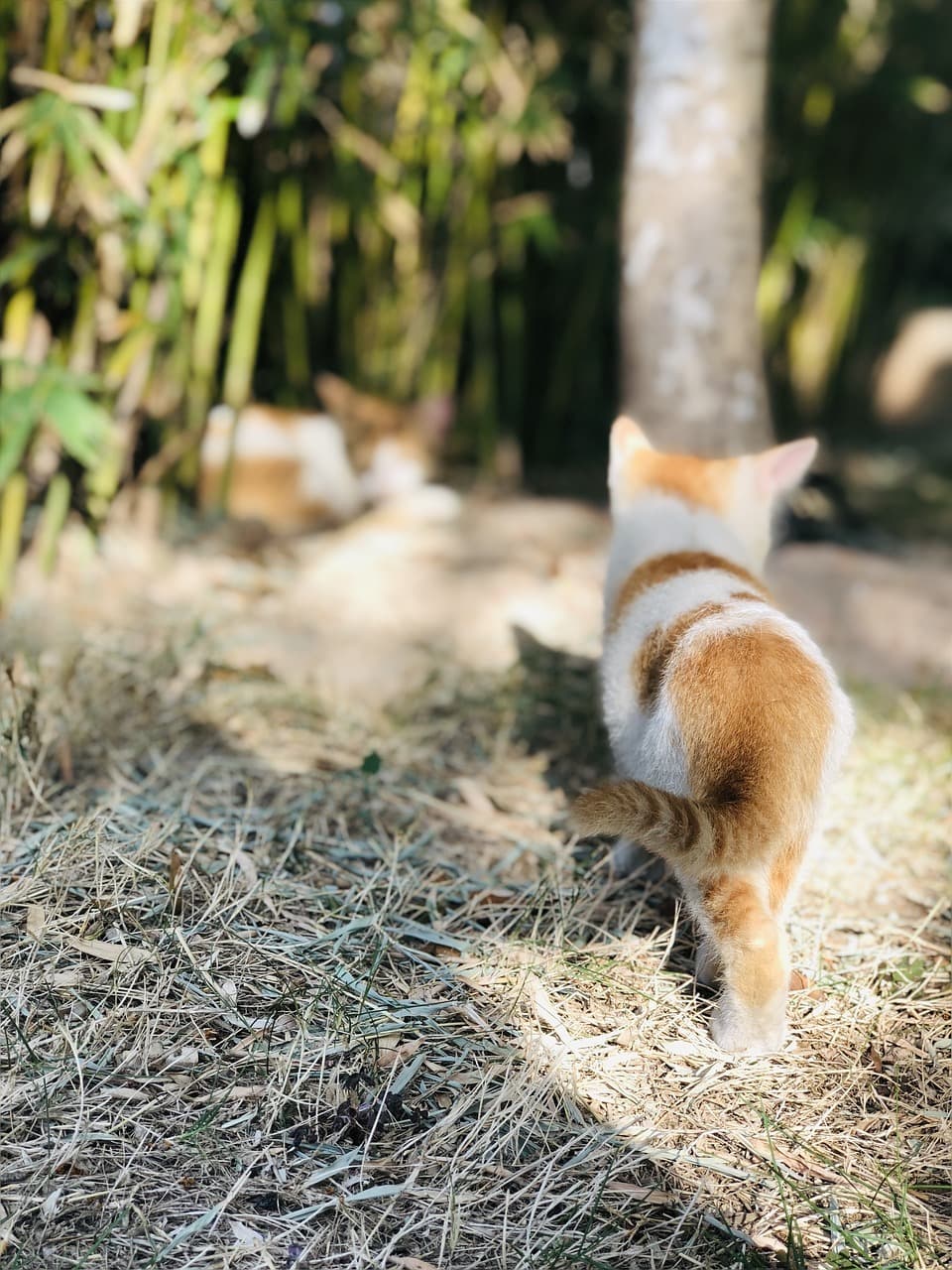 Sunshine and kittens