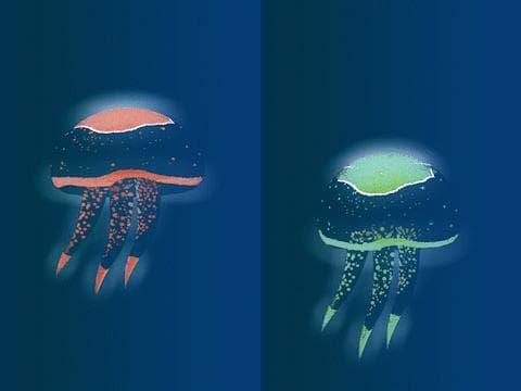 EVOJELLY screenshot 2