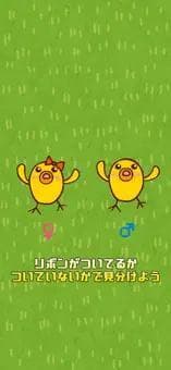 Chick sorting screenshot 3