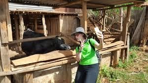 UP934172 - Cow Snapping