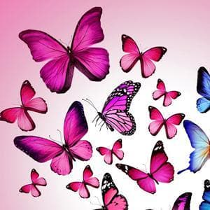Butterfly Maze