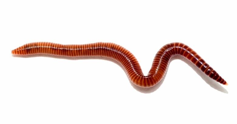WORM (2001_spaceodyessy)