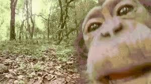 Jungle-Runners