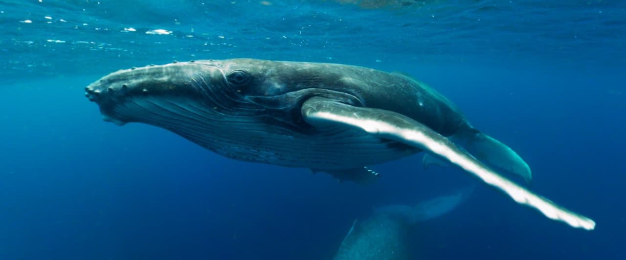 Swimming with Humpbacks screenshot 3