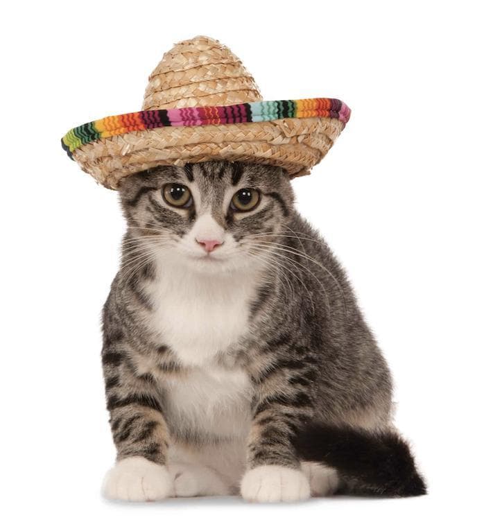 Mr. Cat