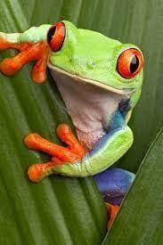 Frog Game (Badloff)