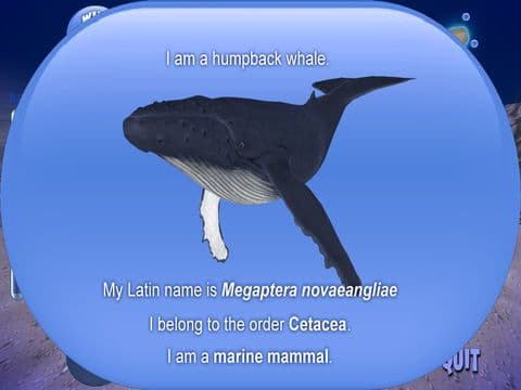 Humpback Whale Free screenshot 5