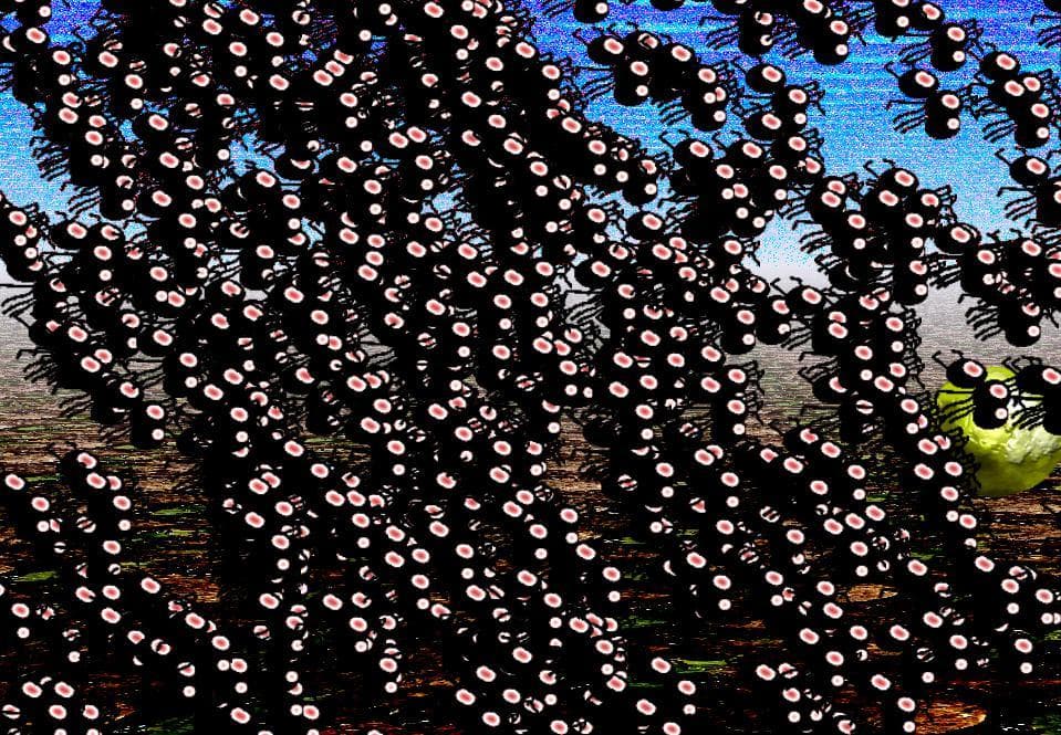 Planet of Ants