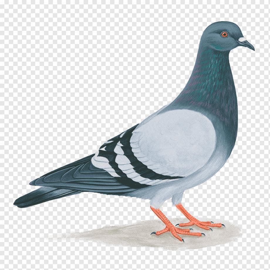 Life of Pigeon