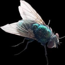 Nuclear Fly